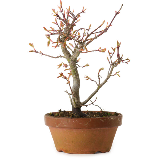 Acero palmato, 19 cm, ± 15 anni