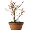 Acer palmatum, 19 cm, ± 15 years old