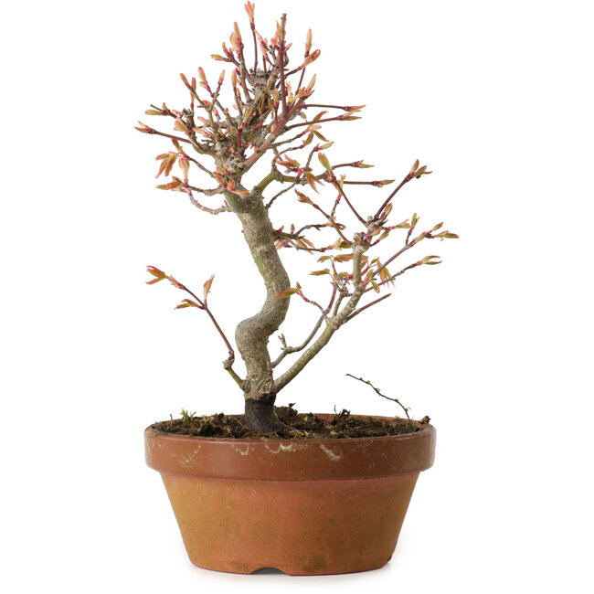 Acer palmatum, 19 cm, ± 15 jaar oud