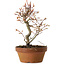 Acer palmatum, 19 cm, ± 15 years old