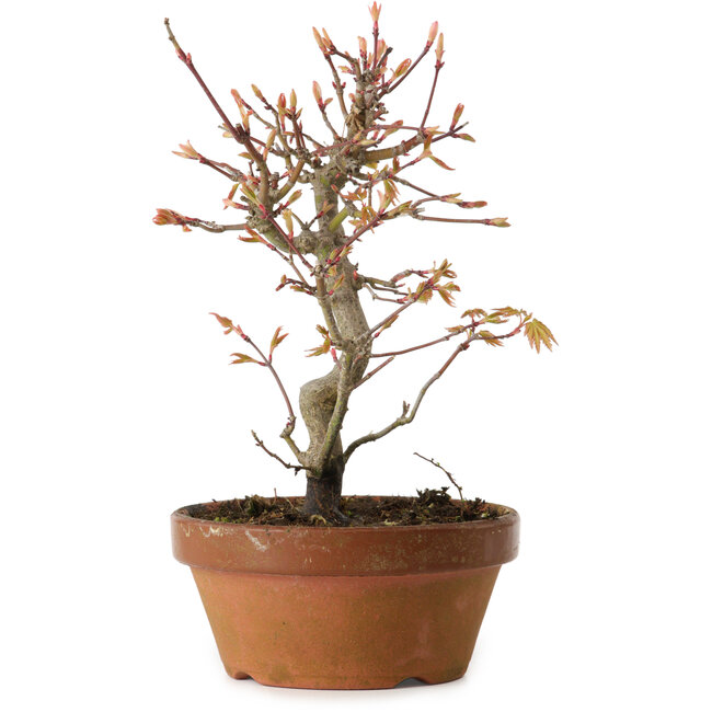 Acer palmatum, 19 cm, ± 15 jaar oud