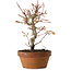 Acero palmato, 19 cm, ± 15 anni