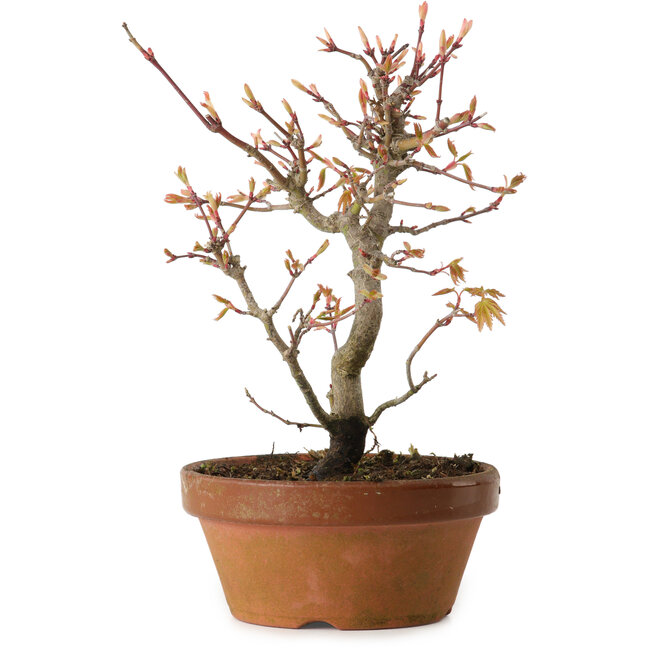 Acer palmatum, 19 cm, ± 15 años de edad