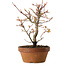 Acer palmatum, 19 cm, ± 15 jaar oud
