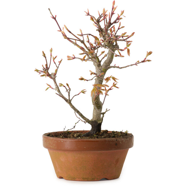 Acer palmatum, 19 cm, ± 15 años de edad