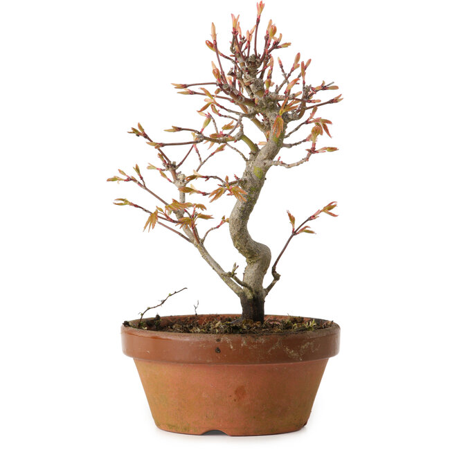 Acero palmato, 19 cm, ± 15 anni