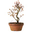 Acer palmatum, 19 cm, ± 15 años de edad