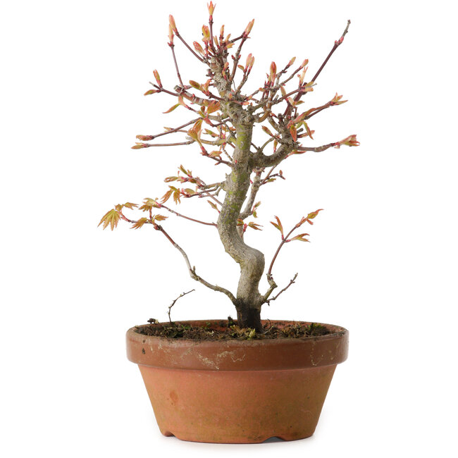 Acer palmatum, 19 cm, ± 15 años de edad