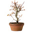 Acer palmatum, 19 cm, ± 15 jaar oud