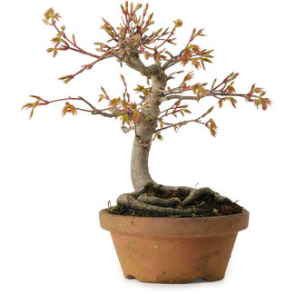 Acer buergerianum, 19 cm, ± 15 Jahre alt