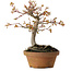 Acer buergerianum, 19 cm, ± 15 jaar oud