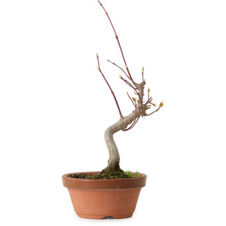 Acer palmatum, 22 cm, ± 10 ans