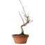 Acer palmatum, 22 cm, ± 10 ans