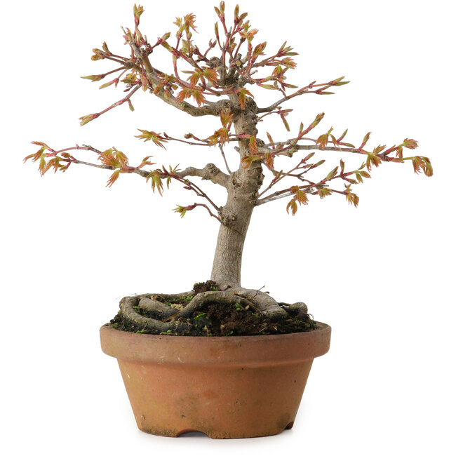 Acer buergerianum, 19 cm, ± 15 years old
