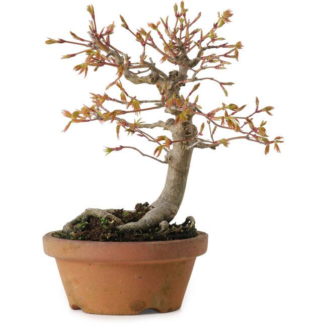 Acer buergerianum, 19 cm, ± 15 Jahre alt