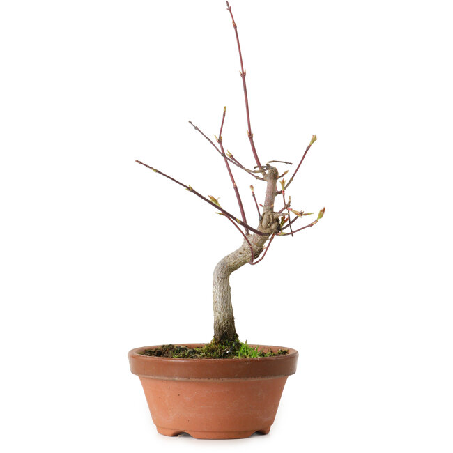 Acero palmato, 22 cm, ± 10 anni