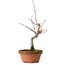 Acero palmato, 22 cm, ± 10 anni