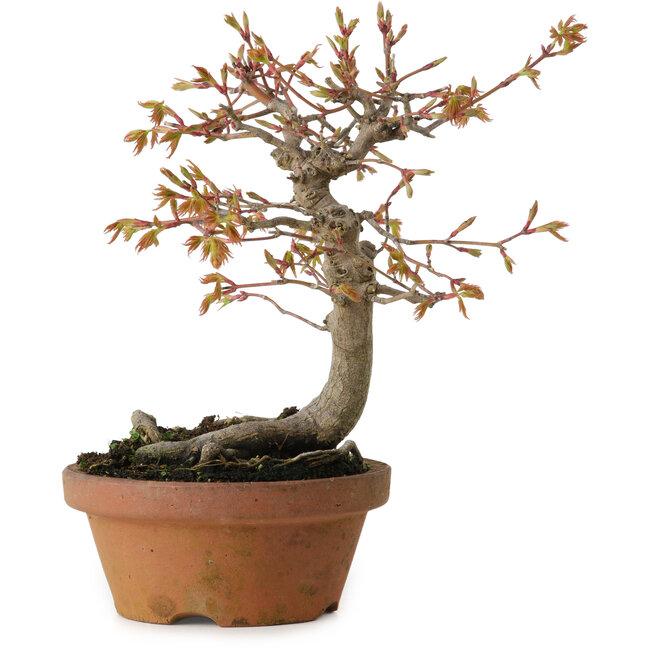 Acer buergerianum, 19 cm, ± 15 jaar oud