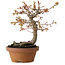 Acer buergerianum, 19 cm, ± 15 years old