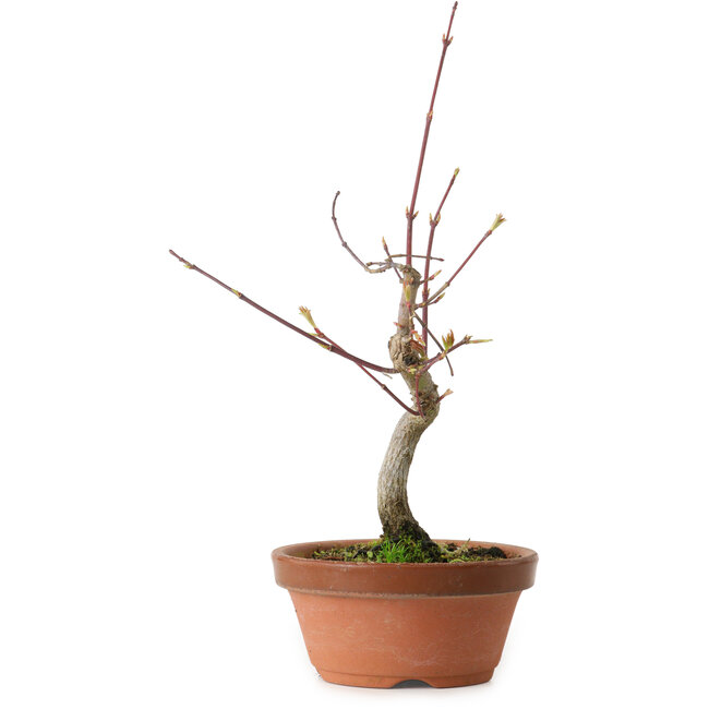 Acero palmato, 22 cm, ± 10 anni