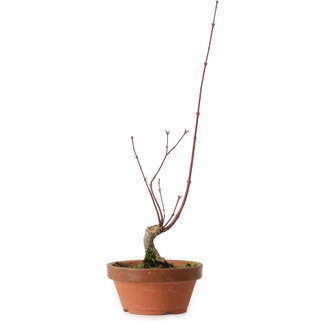Acer palmatum, 31 cm, ± 10 jaar oud