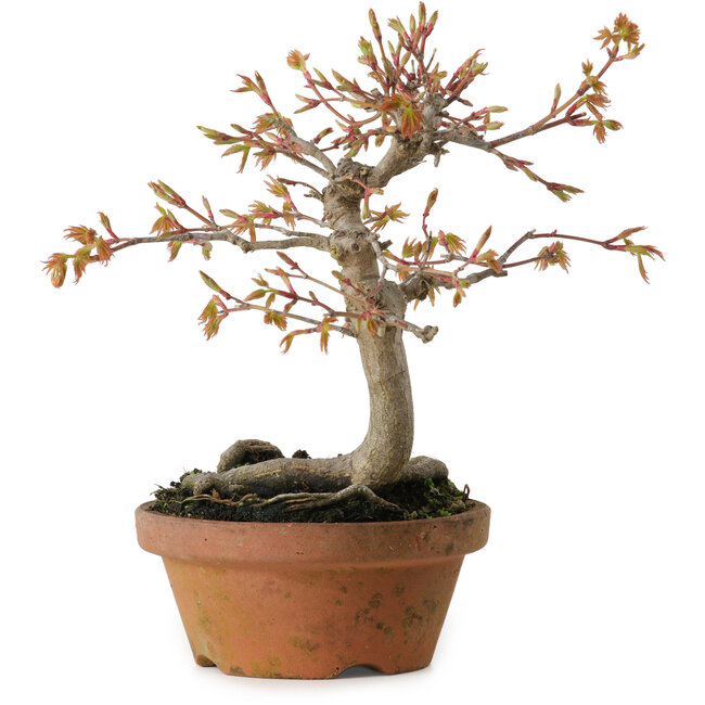 Acer buergerianum, 19 cm, ± 15 años