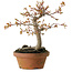 Acer buergerianum, 19 cm, ± 15 years old