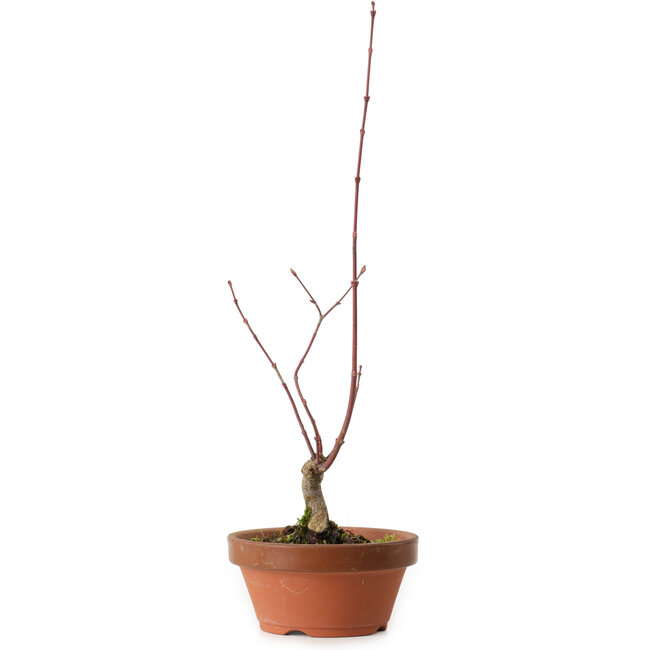 Acer palmatum, 31 cm, ± 10 jaar oud