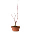 Acer palmatum, 31 cm, ± 10 jaar oud