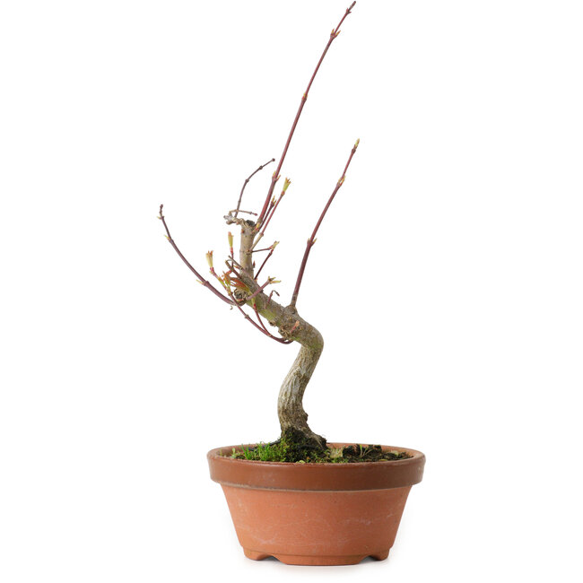 Acer palmatum, 22 cm, ± 10 años de edad