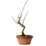 Acer palmatum, 22 cm, ± 10 años de edad