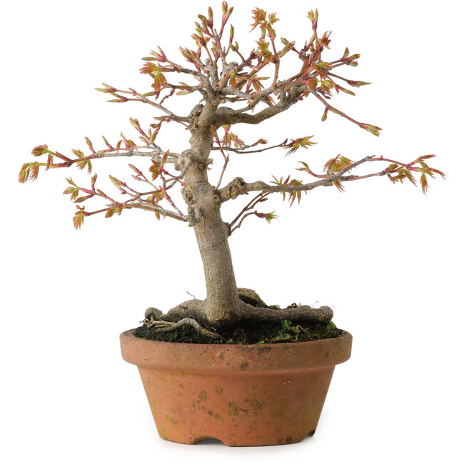 Acer buergerianum, 19 cm, ± 15 años