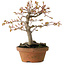 Acer buergerianum, 19 cm, ± 15 jaar oud
