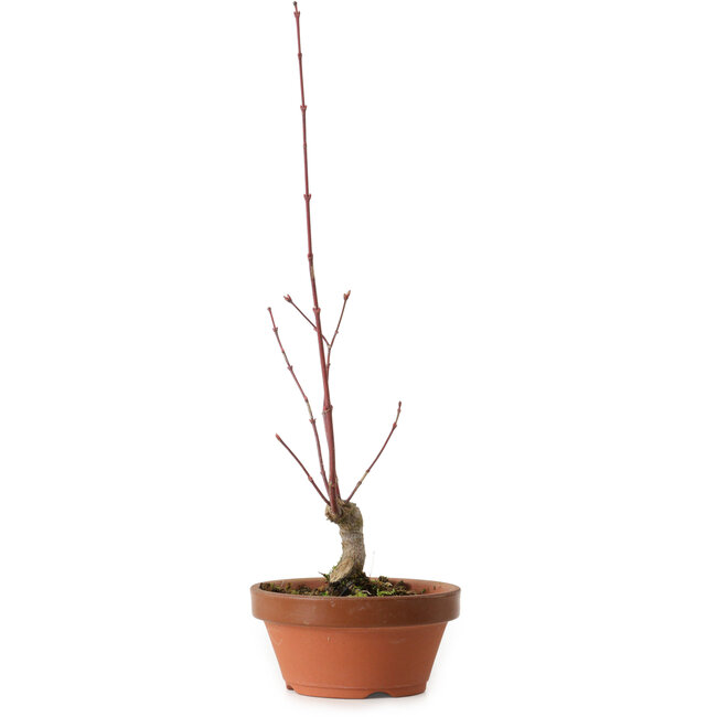Acer palmatum, 31 cm, ± 10 years old