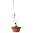 Acer palmatum, 31 cm, ± 10 años de edad