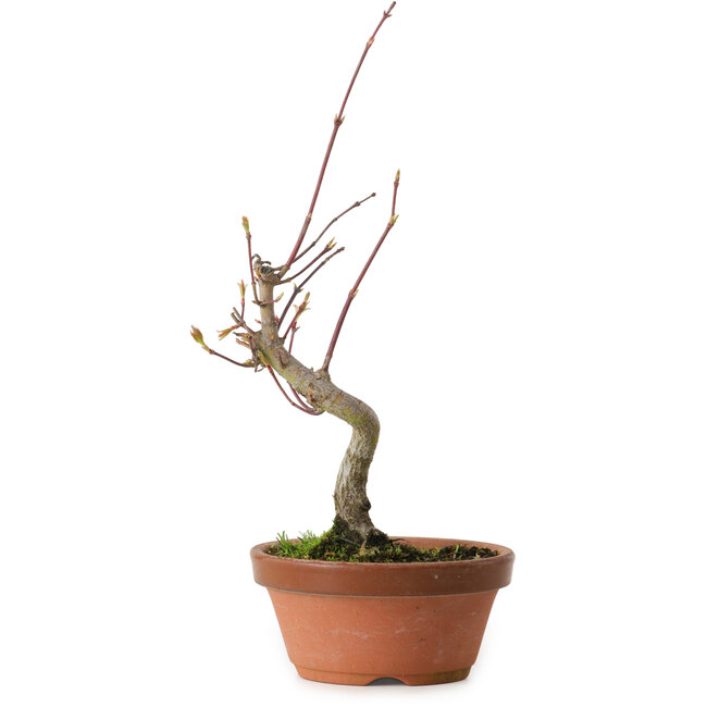 Acer palmatum, 22 cm, ± 10 ans