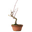 Acero palmato, 22 cm, ± 10 anni