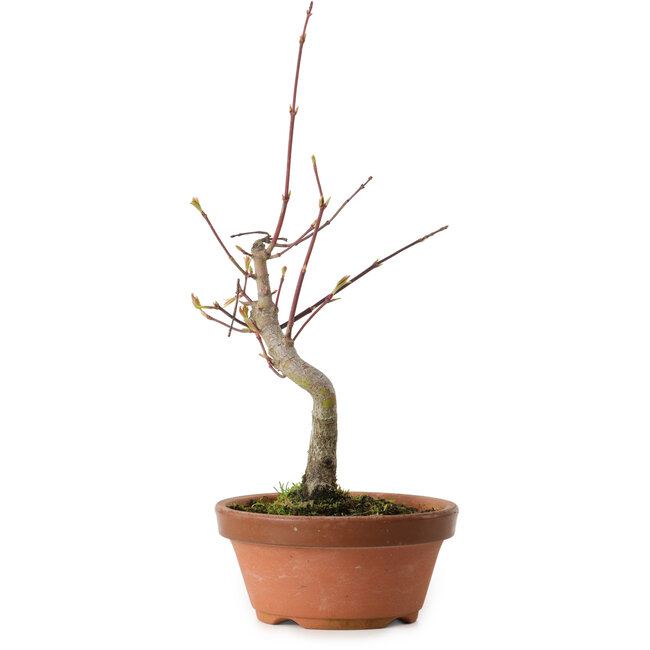 Acer palmatum, 22 cm, ± 10 jaar oud
