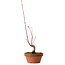 Acer palmatum, 31 cm, ± 10 years old