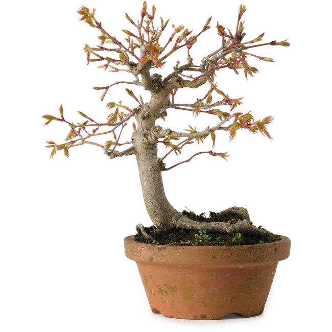 Acer buergerianum, 19 cm, ± 15 Jahre alt