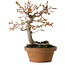 Acer buergerianum, 19 cm, ± 15 years old