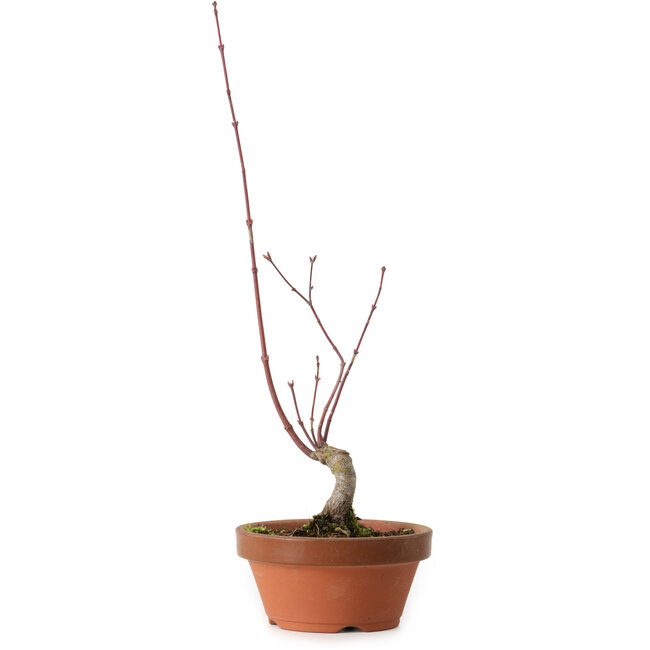 Acer palmatum, 31 cm, ± 10 jaar oud