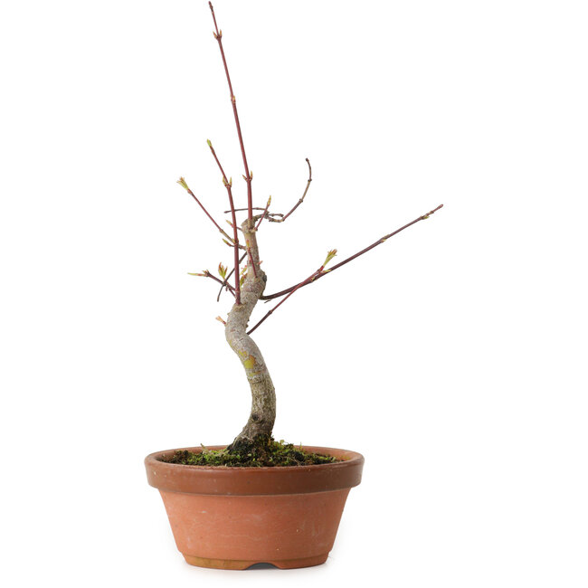 Acer palmatum, 22 cm, ± 10 ans