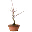 Acero palmato, 22 cm, ± 10 anni
