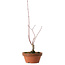 Acer palmatum, 31 cm, ± 10 years old