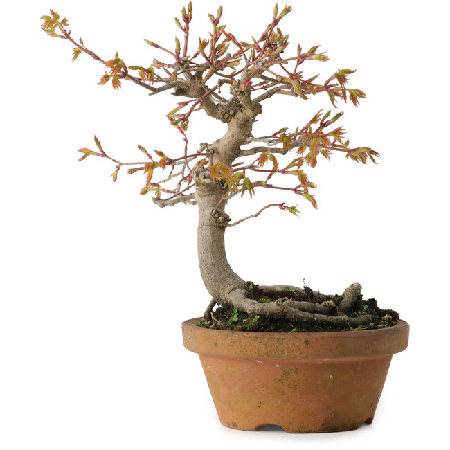 Acer buergerianum, 19 cm, ± 15 years old