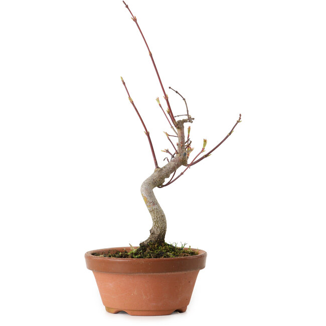 Acero palmato, 22 cm, ± 10 anni