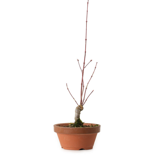 Acer palmatum, 31 cm, ± 10 años de edad