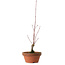 Acer palmatum, 31 cm, ± 10 años de edad