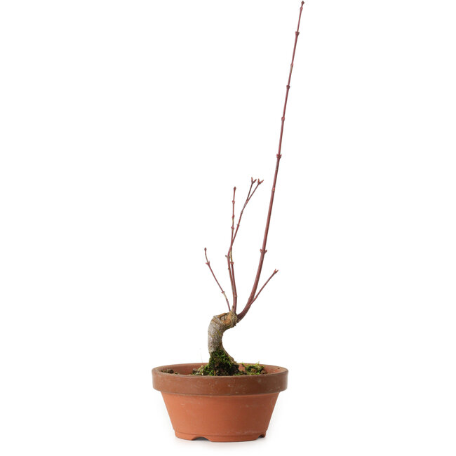 Acer palmatum, 31 cm, ± 10 años de edad